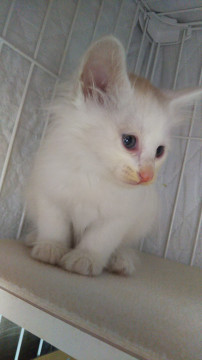 ふわふわの男の子