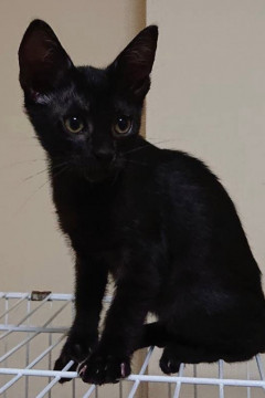 お耳の大きな黒仔猫