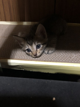 キジ仔猫鼻の横の模様がチョビヒゲ