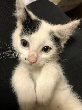 約3ヶ月位の白黒のオスの子猫