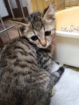 キジ兄妹