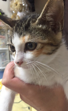 子猫の家族になってくれる方