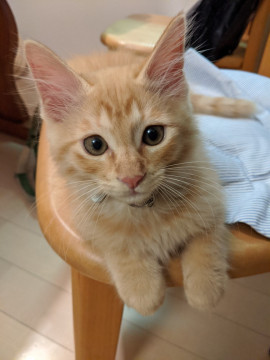 茶トラのふわふわ男子(=^・^=)♪