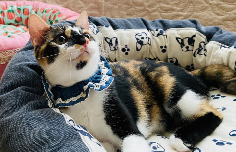 甘えん坊の三毛猫ぽぽちゃん