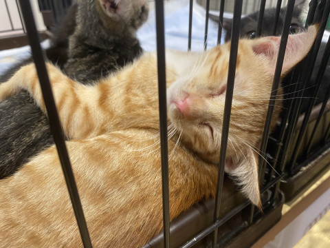 里親様決定です