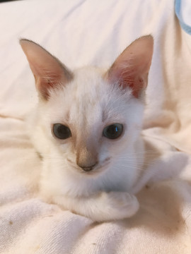 ブルーアイの子猫