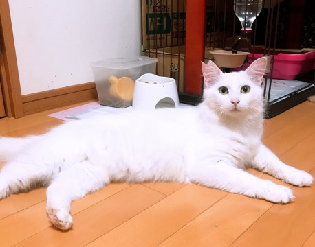 ターキッシュアンゴラ風白猫