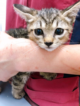 元気いっぱいキジトラ男子