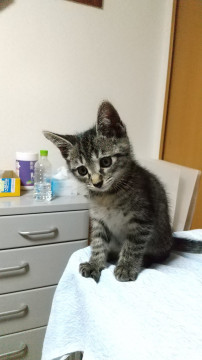 活発なキジトラくん