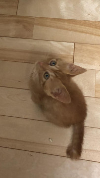 ハンサムな茶虎ちゃん