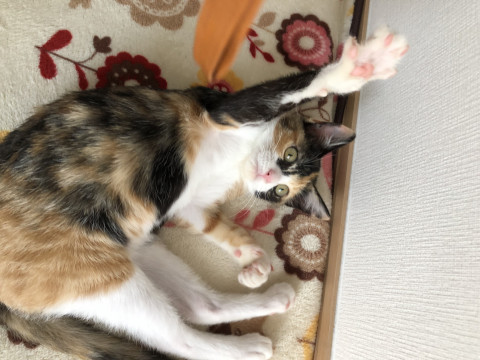 甘えん坊な3ヶ月のミケ猫♀