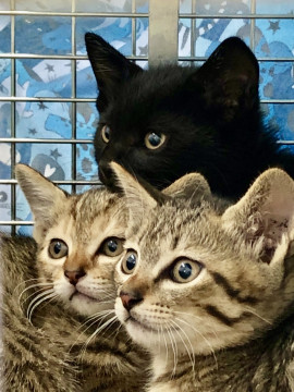 美猫3兄弟 1.5カ月