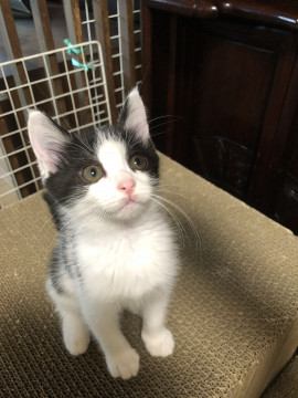 白黒の美人さん。