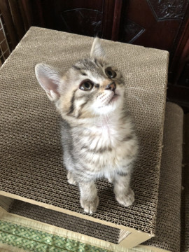 キジトラの美人さん。