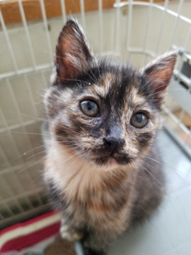 美人なサビちゃん