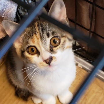 マイペースな3.5ヵ月の三毛ちゃんです