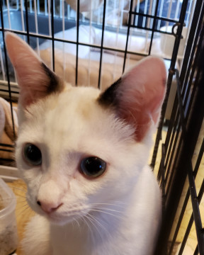 薄いブルーアイ、おっとり男子3･5ヵ月