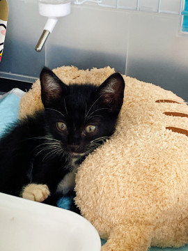 手足の先が白い仔　くるぶしソックスちゃん