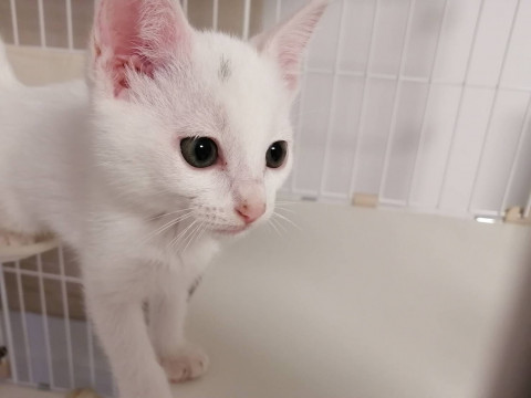 生後２ヶ月☆可愛いしらすくん