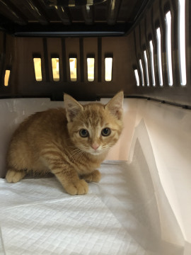 可愛らしい　茶虎ちゃん