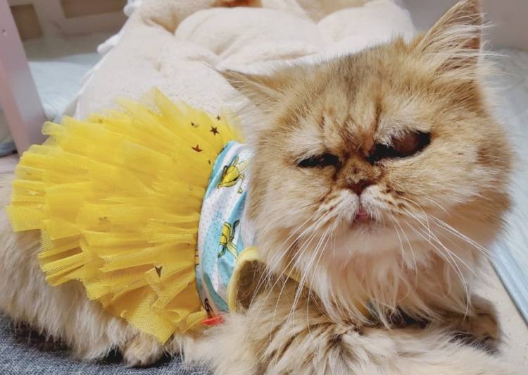 猫の里親募集 ペルシャ ネコジルシ 猫の里親募集 ペルシャ ネコジルシ