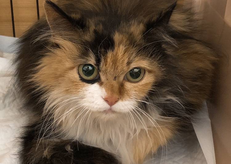 栃木県の猫の里親募集 那須塩原市 ネコジルシ