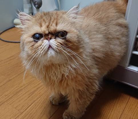 猫の里親募集 ペルシャ ネコジルシ 猫の里親募集 ペルシャ ネコジルシ