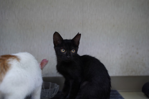 ゴロゴロのクロネコおんにゃのこ♪