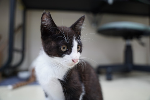 暴れん坊だけどスリごろ♪はちわれの男の子