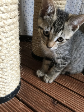 お目目かわユニークな女の子です。