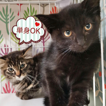 単身の方もOK☆生後３ヶ月兄弟