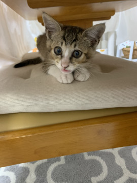 子猫の里親募集