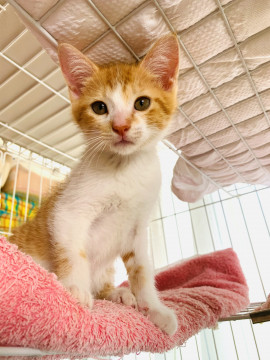 3ヶ月☆元気な男の子パズーくん♂