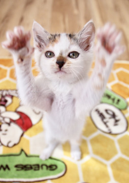 トビ三毛、やんちゃ子猫ぎゃんこちゃん
