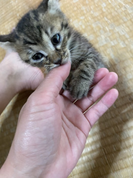 公園で捨てられてた子猫兄弟　オスくん