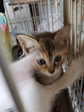 センター引き出し、1.5ヵ月の麦ワラ女子