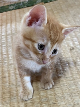 公園で捨てられてた子猫　兄弟　オスくん②