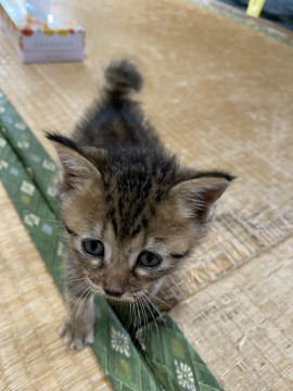 公園で捨てられてた子猫　兄弟　メスちゃん