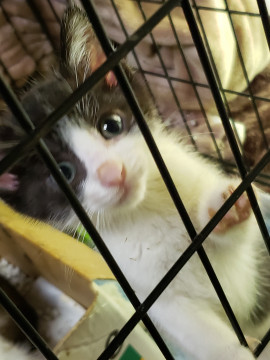 兄弟一緒を希望、1.5ヵ月の黒白男子