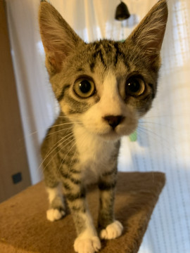 3ヶ月☆元気な女の子シータちゃん♀