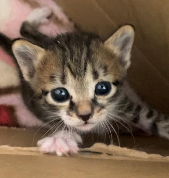 ミルク大好き!2週齢こねこ駆虫済み