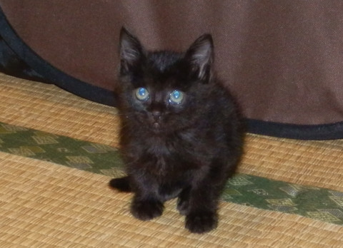 人懐っこく、とっても無邪気な黒ネコちゃん