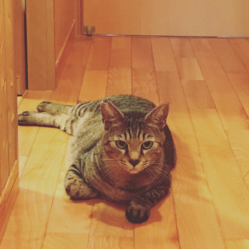 毎週ねこのテレビを見るねこ