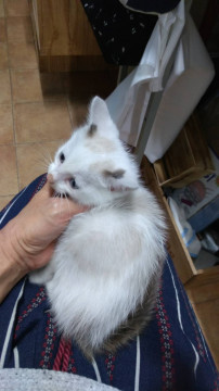 可愛い男の子　薄茶模様