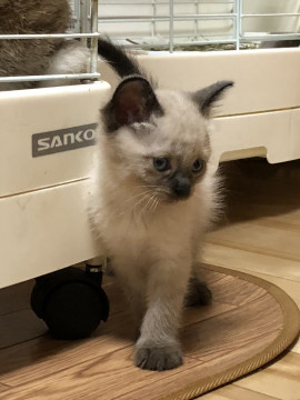 ちいさな　シャムふぅちゃん