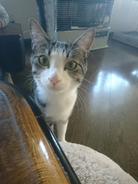 キジ白■きれいな男の子