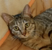 シャイなお嬢様