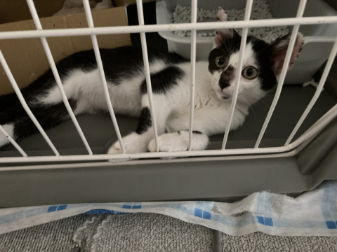 べったりコアラ