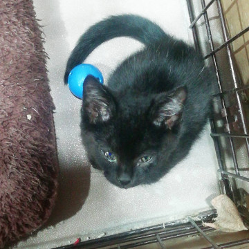 美黒の子猫ちゃん?