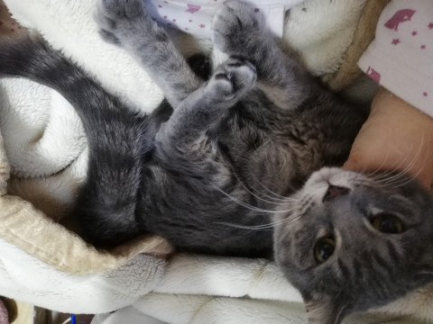 商談中　ロシアンブルーMIXのツンデレ姫